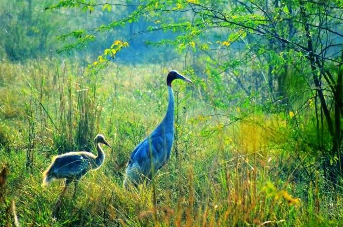Bharatpur Bird Sanctuary in Bharatpur