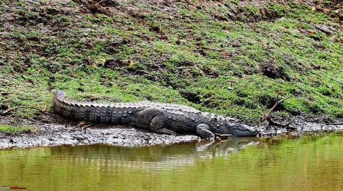 Crocodiles at Sariska National Park, Alwar