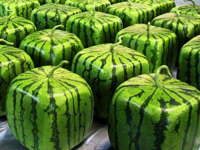 Cube Shaped Watermelons