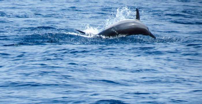 Dolphins Point, one of the attractions of Kerala