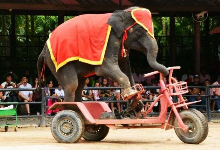 Watch the most dramatic Elephant show in Thailand