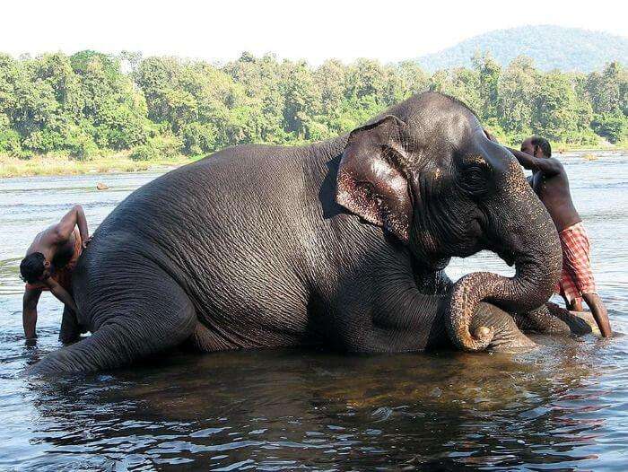 Kodanad Elephant Sanctuary, popular picnic spot in Kerala