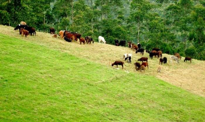 Cattle farming in Mattupetty-Indo, Kerala