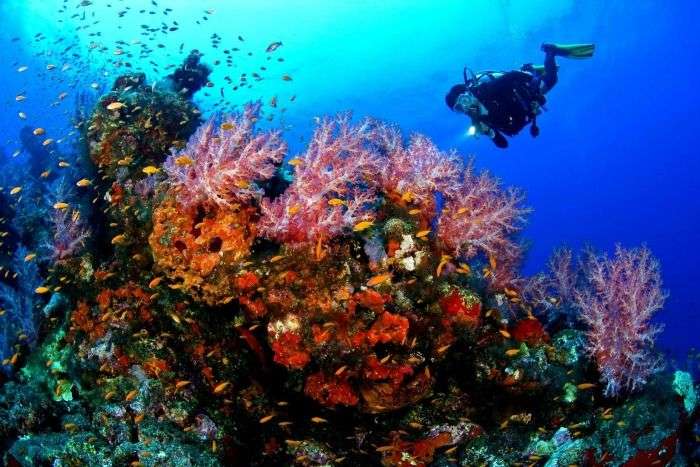 Capture beautiful artificial coral reefs while scuba diving, Mauritius