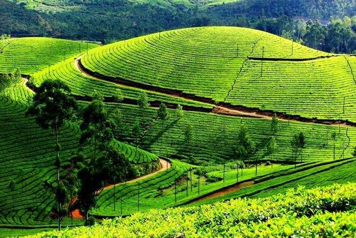 Munnar Tea Farms - a popular hill station in Munnar