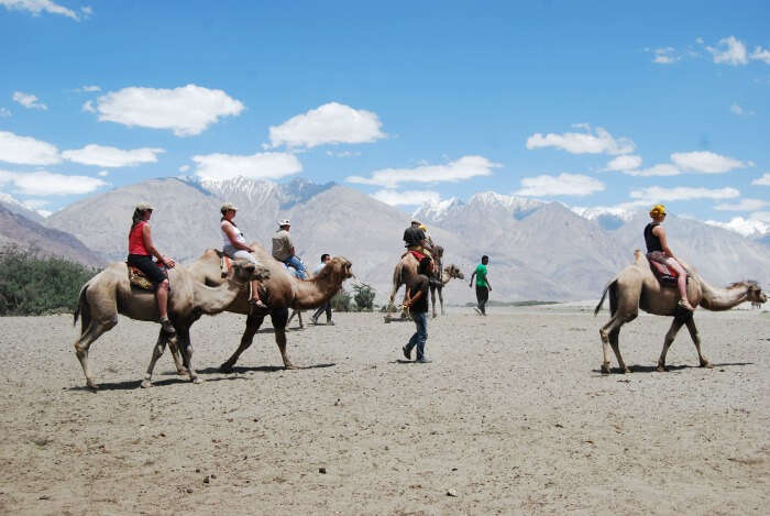 The rare Bactrian camel at Nubra Valley, Leh & Ladakh