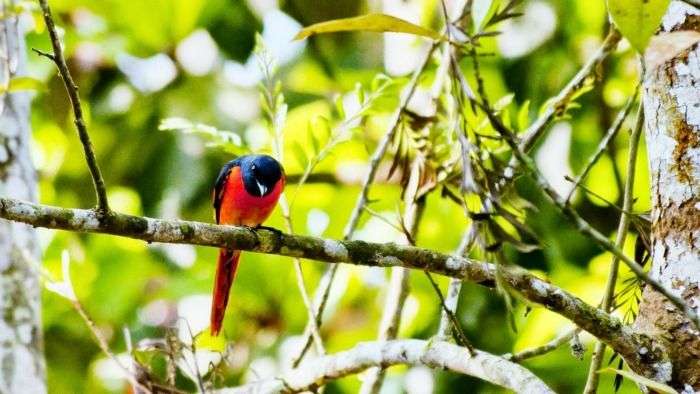 Pakshipathalam Bird Sanctuary a haven for adventure seeks
