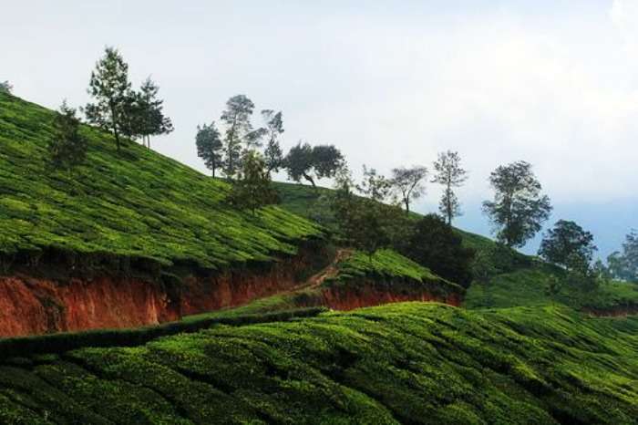 Tea & coffee plantations in Poopara, Munnar