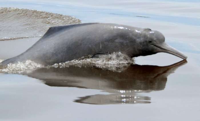 Sight Gangetic dolphins playing in the water