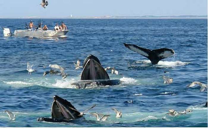 Blue huge whales in the deep sea water, Sri Lanka