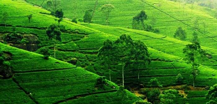Sri Lankan premium quality tea plantations