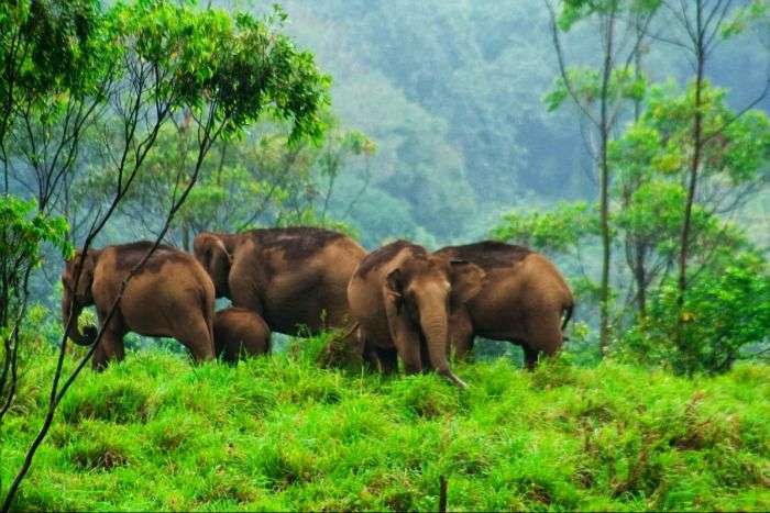 Wildlife at Thekkady, well-known tourist place in Kerala