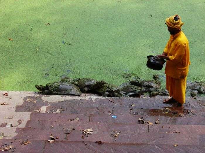 Temple pujari throw balls of atta for turtles, Bharatpur