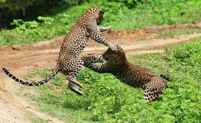 Wildlife adventures at Willpattu National park, Sri Lanka