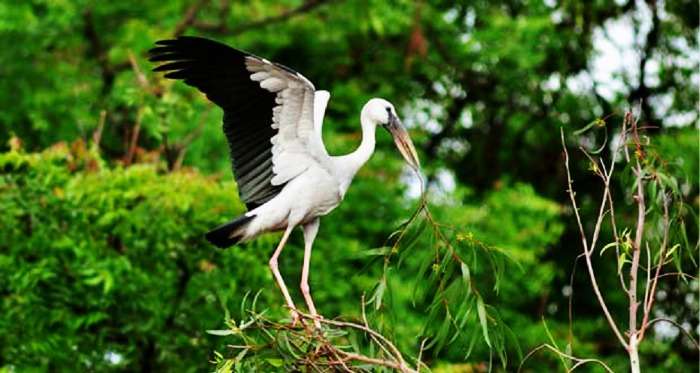 Kumarakom bird sanctuary view, Kumarakom Kerala