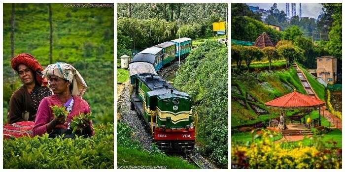 Explore the tea plantation, trains, rose garden in Ooty