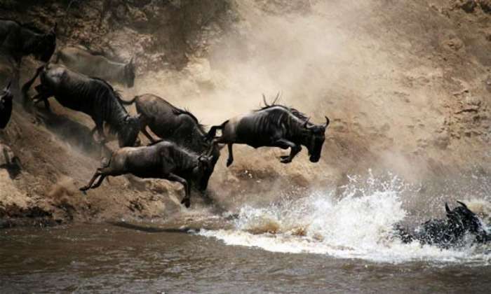 African Buffalo River Crossing at Masai Mara National Reserve