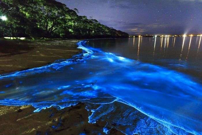 Bioluminescent plankton, making the beach light up at night