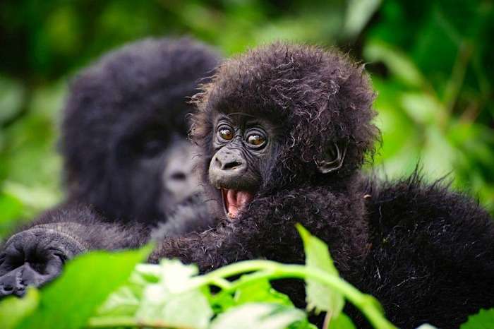 Gorilla Trekking in Uganda at Bwindi Forest National Park