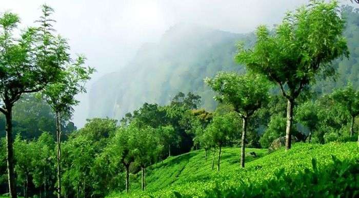 Velvet lawns, exotic flora and the cool mountain breeze at Coonoor hills