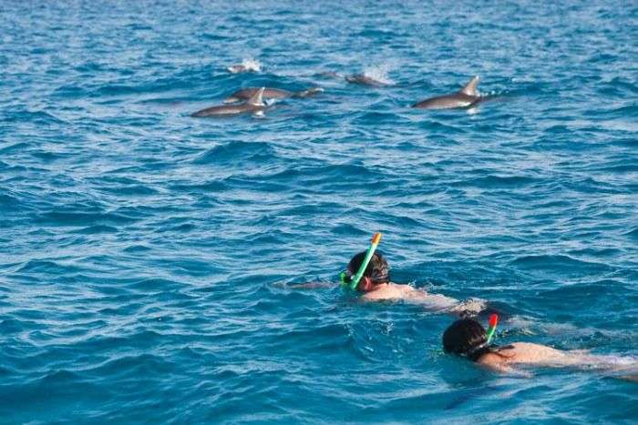 Swim with dolphins in the islands of Zanzibar Archipelago