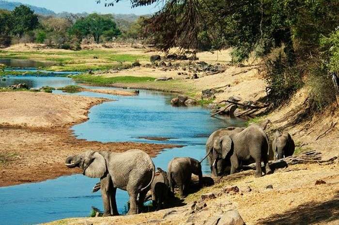 Capture elephants at Selous Game Reserve in Tanzania