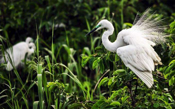 Indulge in bird watching at Pathiramanal Backwaters, Kerala