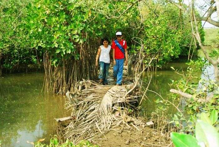 Mangrove Trail of Malabar near Valiyaparamba backwaters, Kerala