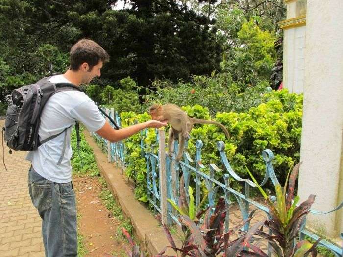 Feeding fruits and nuts to the monkeys at the Sastha temple