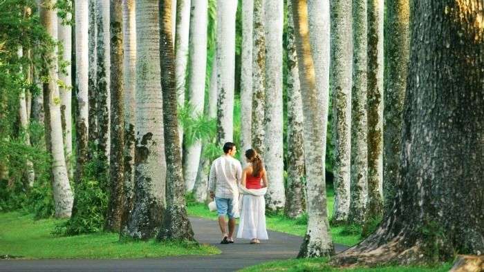 Explore the Pamplemousses Botanical Garden with your partner in Mauritius