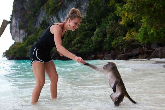 Shake hand with monkies at Monkey Beach in Thailand