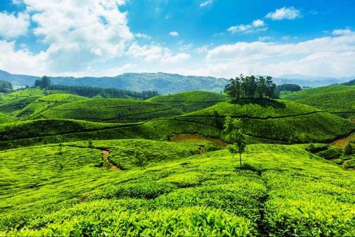 Wayanad Spice Plantations - an idyllic destination for a weekend getaway