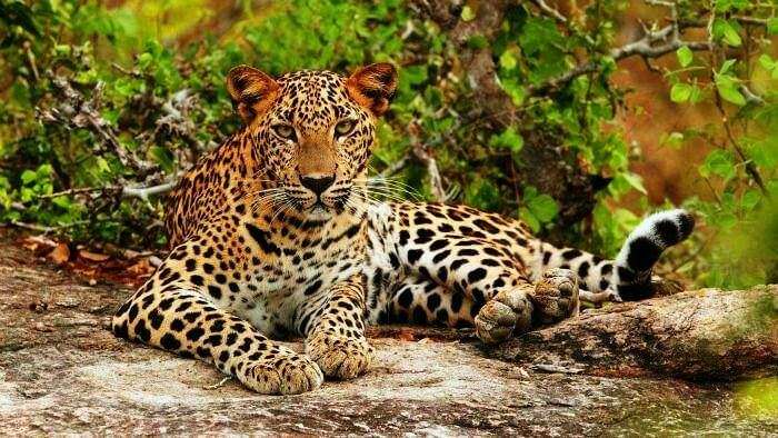A leopard relaxing in the Yala National Park in Sri Lanka