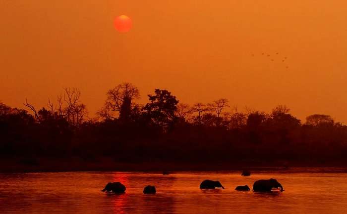 Asiatic elephants of Assam