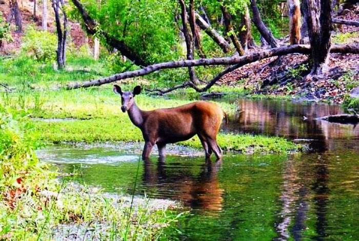 Deer at Bandhavgarh National Park, Madhya Pradesh