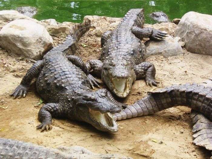 Feed the Crocodiles in Mahabalipuram