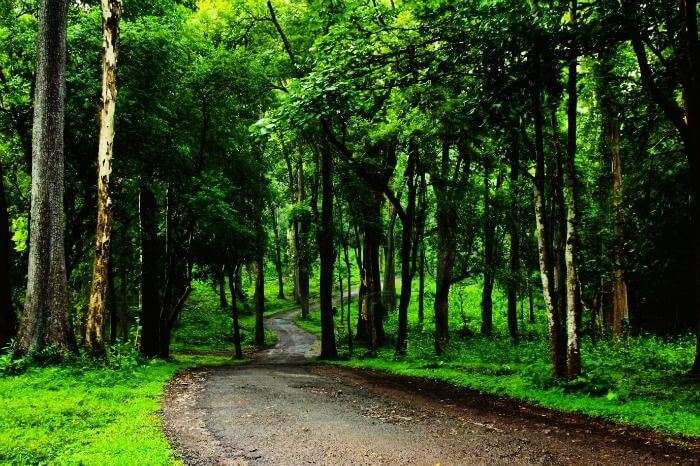 Forests in Wayanad