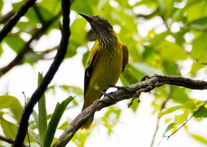 Birds in Karnala Bird Sanctuary