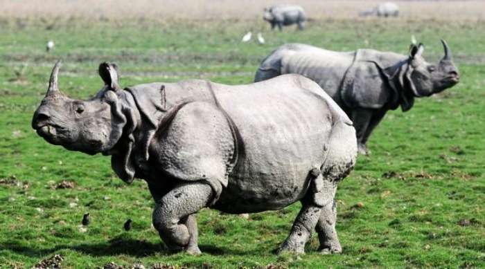 Capture Rhinos at Kaziranga National Park, Assam