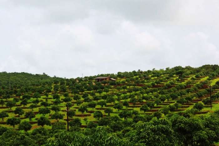 Alphanso mango plantations in Ratnagiri near Mumbai