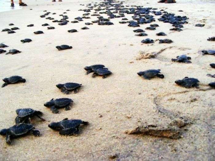 Watching baby turtles at Payyoli Beach in Kerala