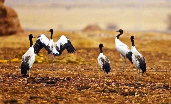Black neck cranes in Phobjikha Valley in Bhutan