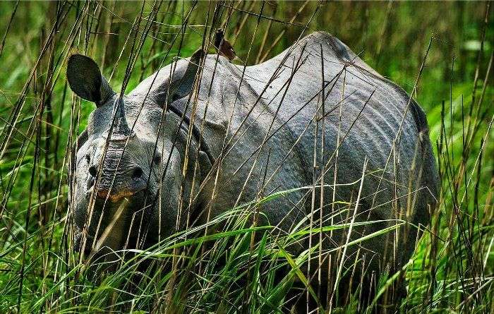 one horned rhino at kaziranga national park, Assam
