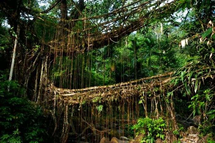 Root bridges - Explore the Himalayas on Foot and Discover the Natural Architecture
