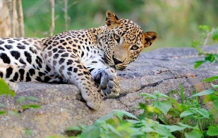 Sri Lankan Leopards at the Yala national park