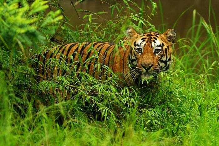 Best Of Wildlife In India, Indian Wildlife Experience | atelier-yuwa ...