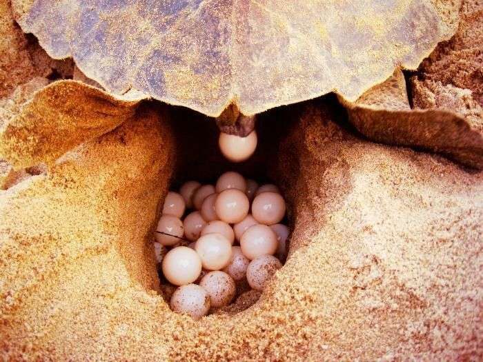 Turtle Nesting Sites in Tangalle Sri Lanka