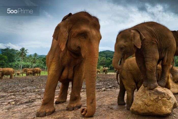 Capture baby elephants at Udawalawe National Park