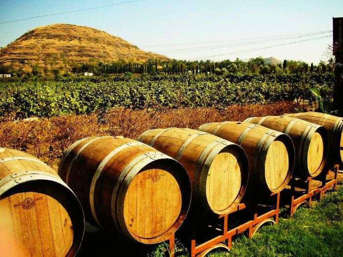 Wine barrels in the Vineyards of Nashik