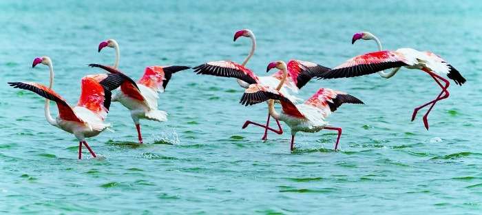 Migratory birds in Chilka Lake in Odisha